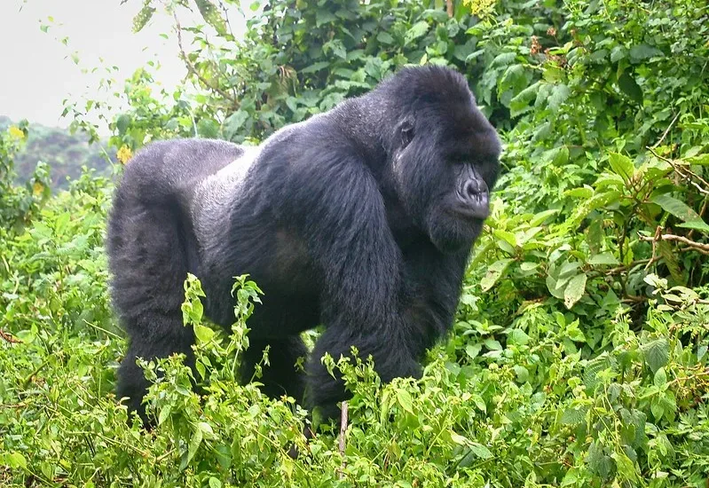 Next To The Silverback Gorilla Trekking In Africa