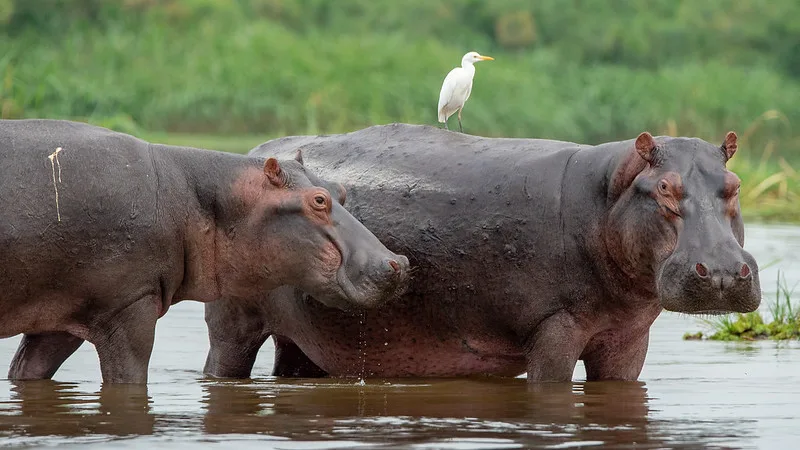 Safari Adventures In Uganda