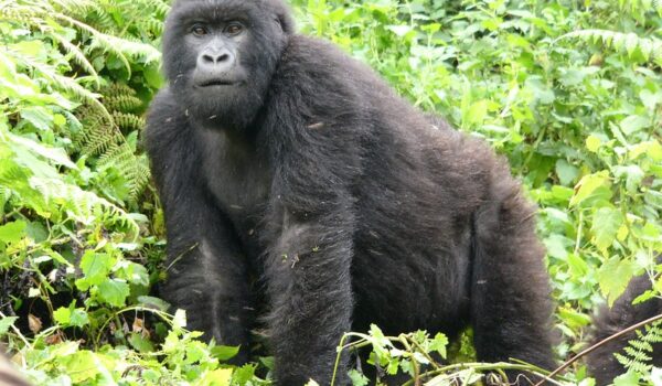 Mountain Gorillas Information In Uganda.