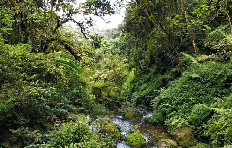 Top activities & attractions in Nyungwe forest Rwanda - Monumental ...
