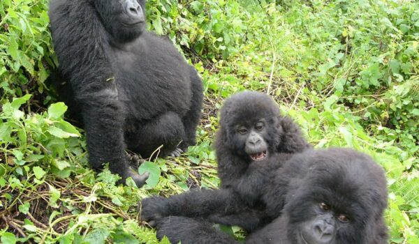 How Many Gorillas Are In Uganda