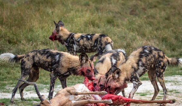 10 Best Places To See Wild Dog On Safari