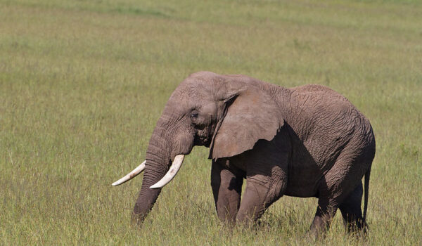 Best Places To See The Big 5 On Safari In Africa