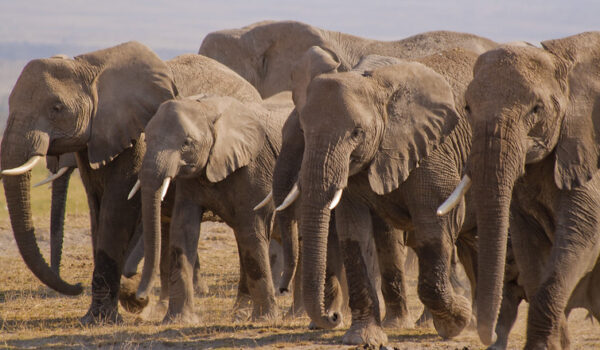 Best Places To See The Big Five Animals In Kenya