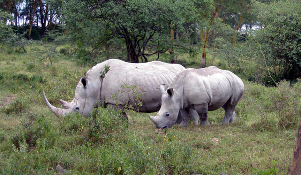 Best Safari Parks And Game Reserves Near Durban