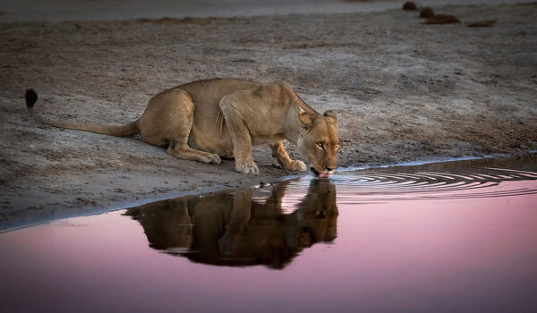 Botswana Vs South Africa Which Is Better For An African Safari