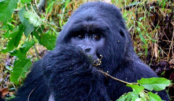 Gorilla Permit Uganda 2025 – Everything You Need To Know