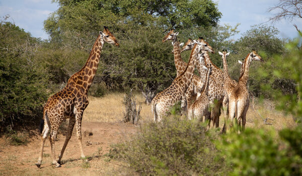 Kruger Activities – Things To Do In Kruger National Park