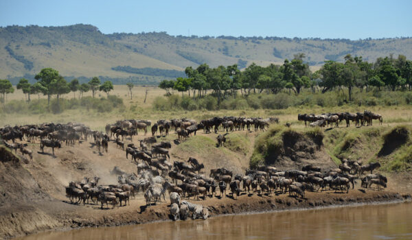 Masai Mara Vs Serengeti – Which Park Should You Choose