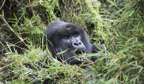 Planning A Team-building Safari To Trek Gorillas In Rwanda