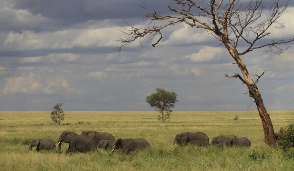 Serengeti Vs Kruger Which Is Better For An African Safari