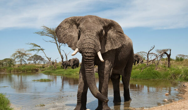 The Best East African Safari Tours
