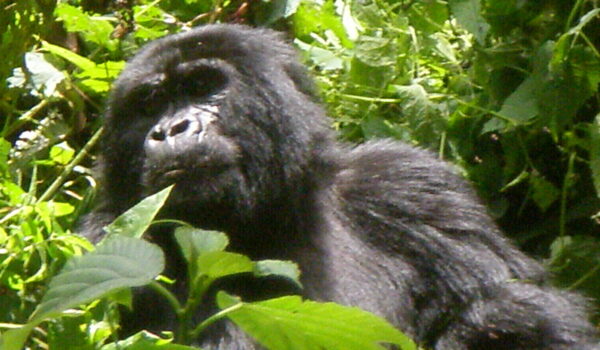 The Most Endangered Animals In Africa