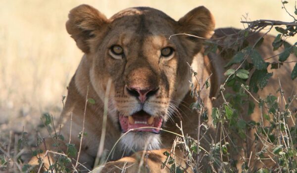 Top 10 Best African Safari Parks & Destinations Of 2025