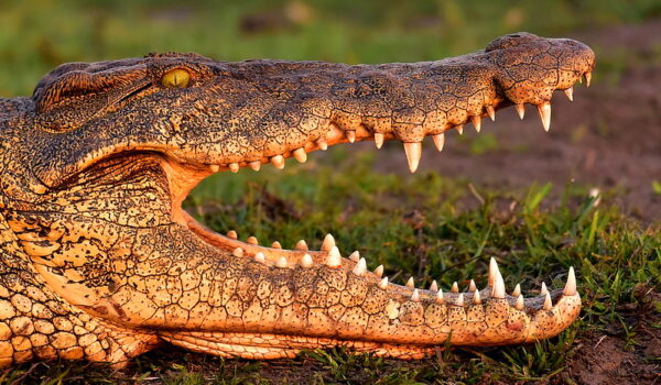 Top 10 Best Okavango Delta Luxury Safari Lodges & Camps