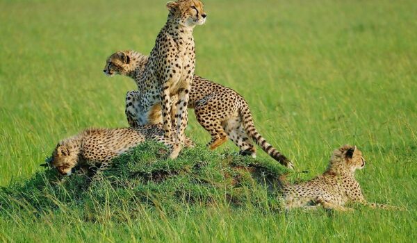 Top 10 Best Places To Locate Cheetah On Safari