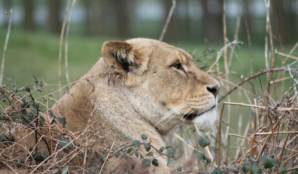 Top 10 Best Places To See Lions In Africa