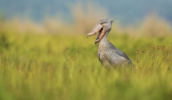 Top 10 Best Tourist Attractions And Places To Visit In Uganda