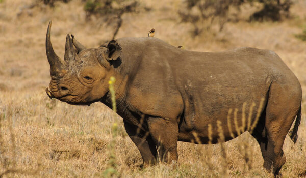 Top 12 Best Places To See Rhinos On Safari In Africa