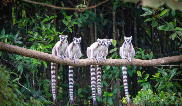 Top 15 Best Things To See And Do In Madagascar