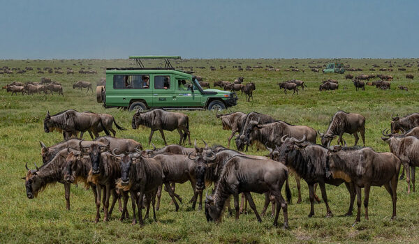 Top 5 Best Tanzania Family Safaris & Tours