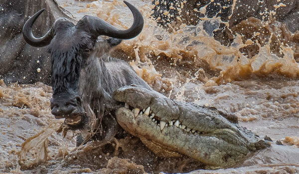 Top 5 Best Tanzania Itinerary Ideas