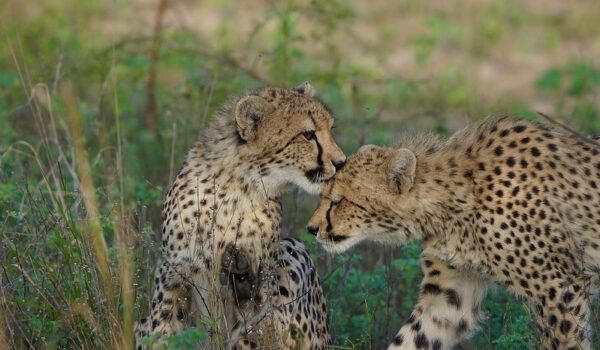 Top 6 Best Game Reserves For Safaris In KwaZulu-Natal (KZN)