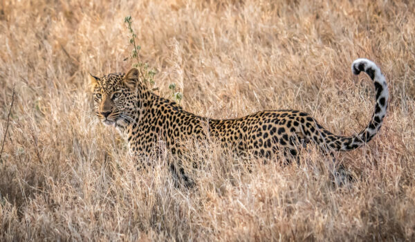 Top 6 Best Places To See Leopards In Africa