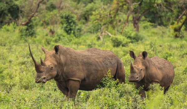 Top 6 Best Private Game Reserves Bordering Kruger National Park