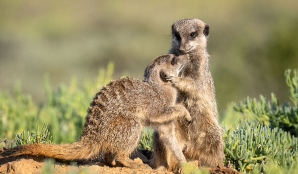 Top 8 Best Malaria-free Game Reserves In South Africa