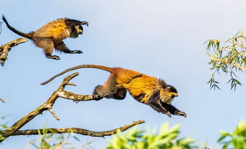 What to expect on a Golden Monkey trekking safari in Volcanoes