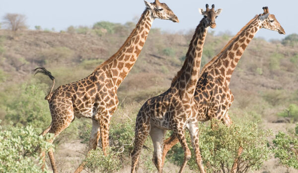 Where To See Giraffes In Africa – The 10 Best Places To Go