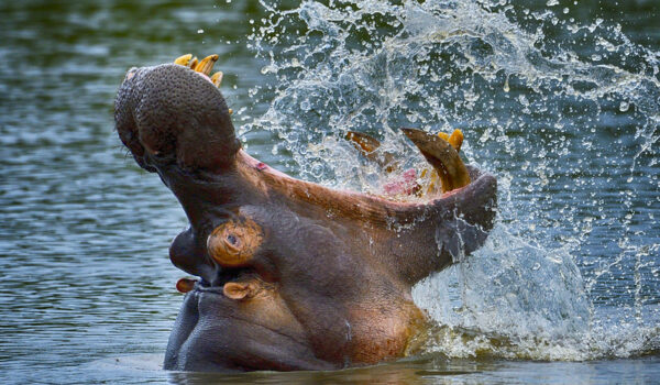 Where To See Hippos In Africa – The 12 Best Places To Go