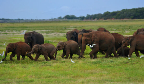 10 Considerations For Families Going On Safari
