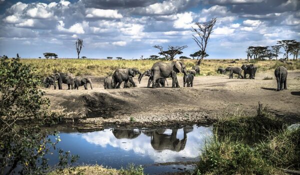 10 Insights On What To Expect On Safari