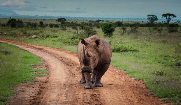 10 Travel Tips When Going On An African Safari