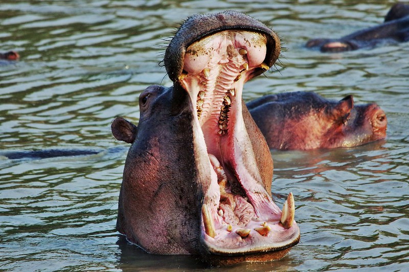 With activities like monitoring wild mountain gorillas in their natural environment, flying in a hot air balloon over the plains of the famous Masai Mara, and swimming with whale sharks in Zanzibar, we are confident that this African journey will be the most amazing and unforgettable vacation you have ever taken. You will track endangered mountain gorillas in Uganda before spending three days in the Masai Mara in Kenya. Four days on Zanzibar, the exotic spice island, round off this amazing vacation.