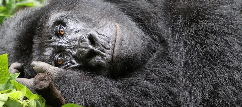 11-Day Gorillas, Masai Mara & Zanzibar Safari Tour