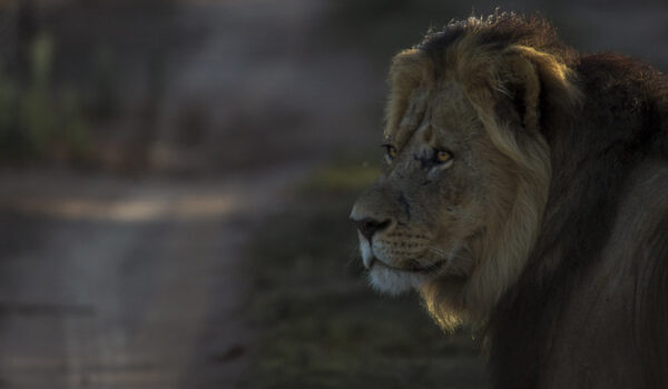 11 Solid Reasons To Go On An African Safari Adventure