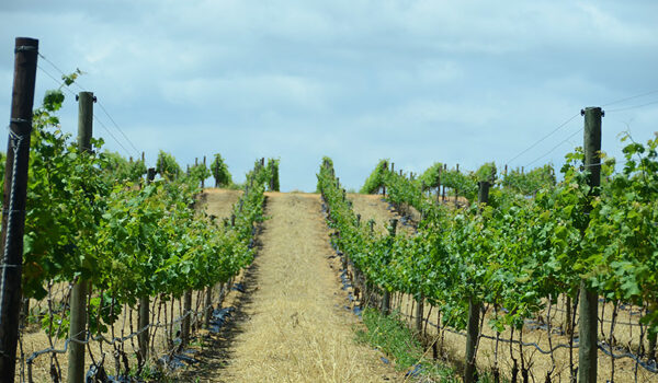 15 Of The Finest Wine Farms In The Cape Winelands Region