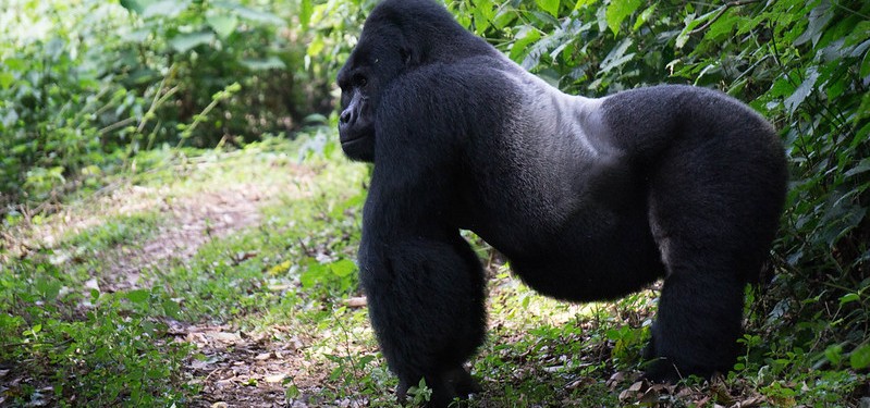 17-Day Top Destinations in Kenya, Tanzania and Uganda