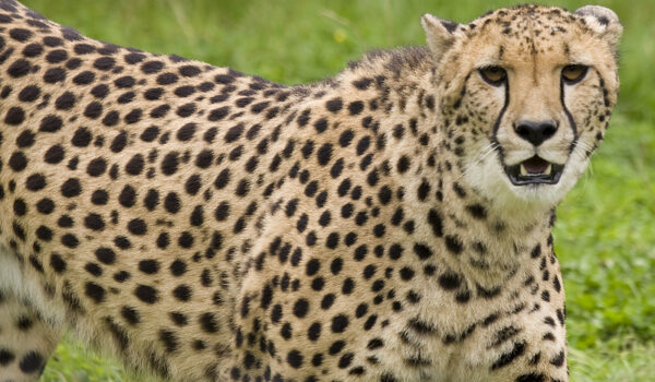 5 Fascinating Facts About The Cheetah