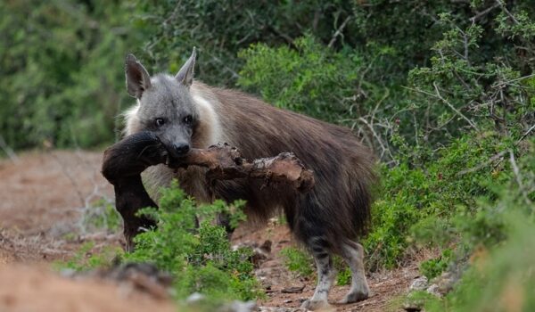 5 Fascinating Facts About Brown Hyena