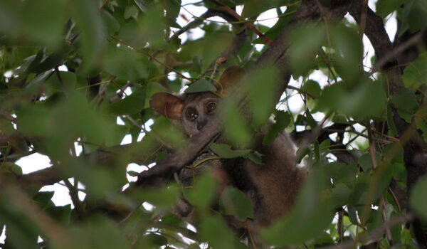 5 Fascinating Facts About Bushbabies