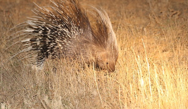 5 Fascinating Facts About Cape Porcupine