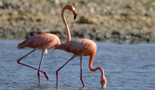 5 Fascinating Facts About Flamingos (Phoenicopteridae)
