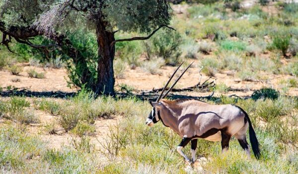 5 Fascinating Facts About Gemsbok (Oryx Gazella)