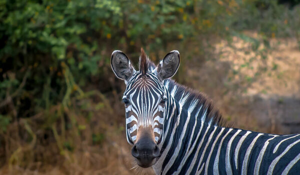 5 Fascinating Facts About Plains Zebra