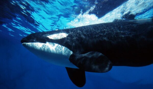 5 Fascinating Facts About Southern Right Whale