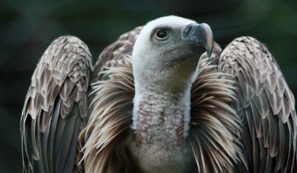 5 Fascinating Facts About Vultures